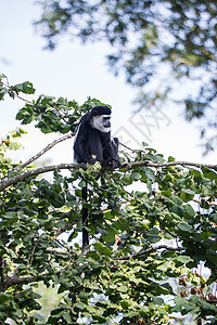 德布拉扎猴子树梢,cercopithectusinus图片