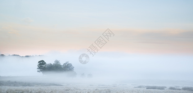美丽的浓雾日出秋落景观田野上,树梢透过雾看得见图片