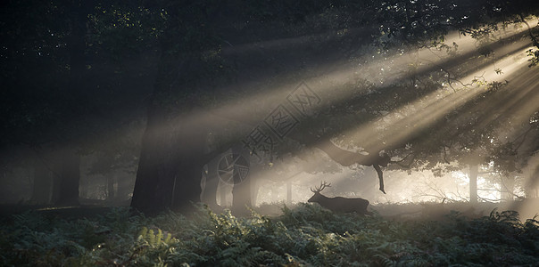 雾蒙蒙的秋日早晨,红鹿阳光照射下穿过森林景观图片