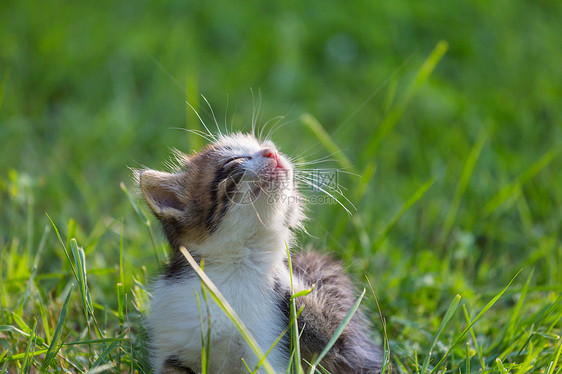 小猫图片