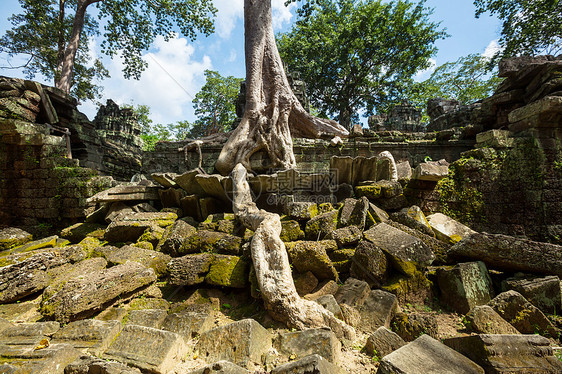 吞噬柬埔寨吴哥窟古遗址的树图片