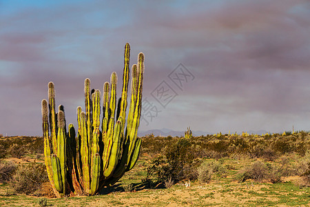墨西哥的仙人掌田,巴加加利福尼亚图片