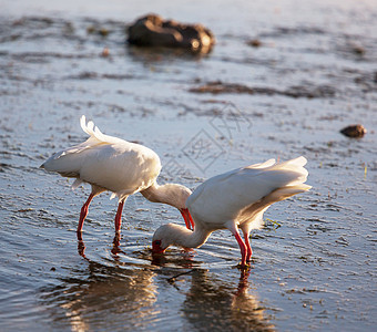 白色的ibis个浅池佛罗里达图片