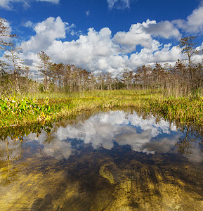 佛罗里达沼泽中秃顶的柏树图片