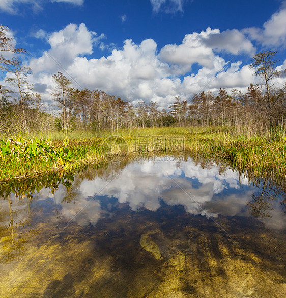 佛罗里达沼泽中秃顶的柏树图片