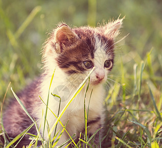 小猫图片