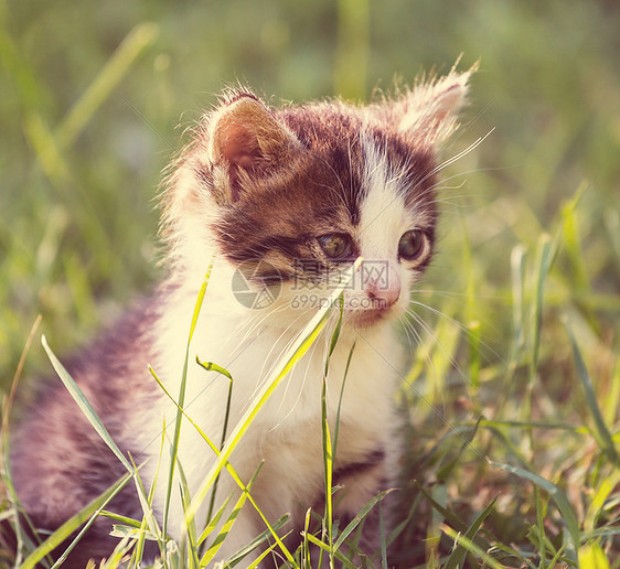 小猫图片