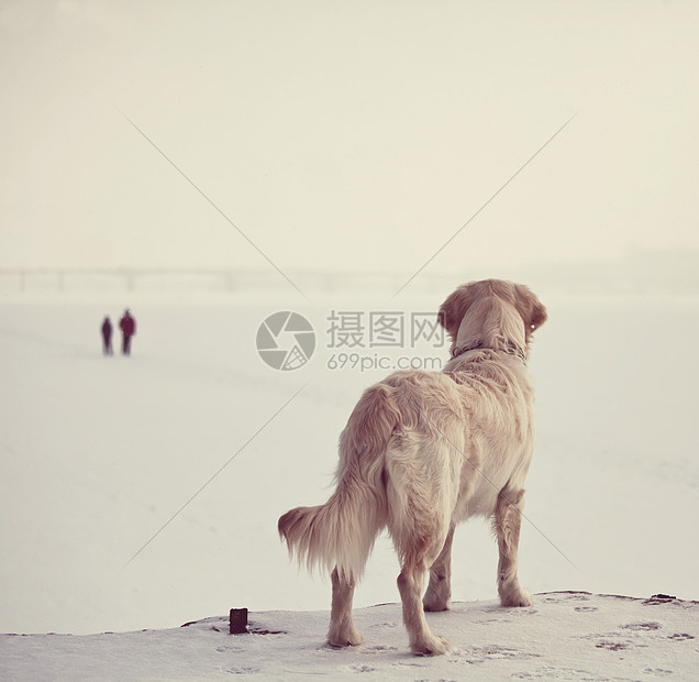 海滩上的狗图片