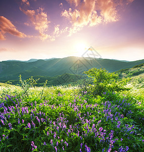 高山草地图片