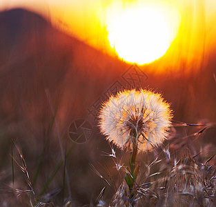 赶黄草甘菊,黄春菊背景