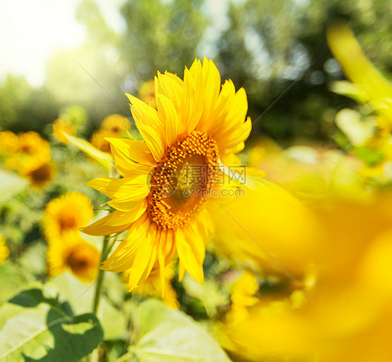 向日葵,葵花sunflower的名词复数图片