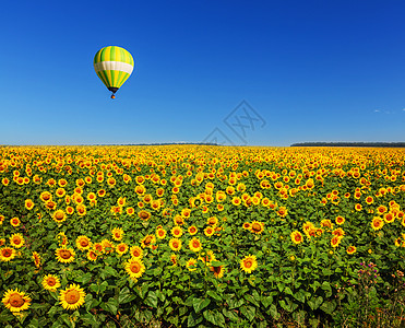 向日葵,葵花sunflower的名词复数图片