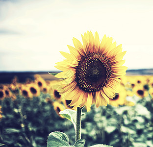 向日葵,葵花sunflower的名词复数高清图片