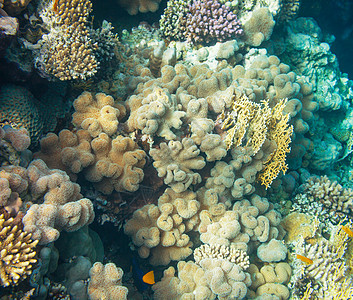 埃及红海的珊瑚礁图片