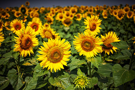 向日葵,葵花sunflower的名词复数图片