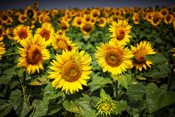 向日葵,葵花sunflower的名词复数图片