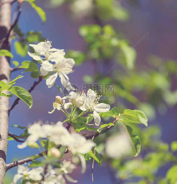 春天花园里樱花的花朵图片