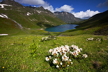 高山草地图片