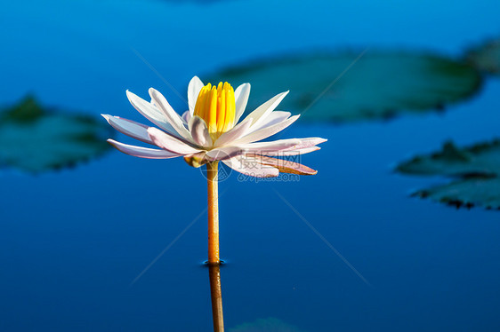 莲花荷花忘忧果落拓枣图片