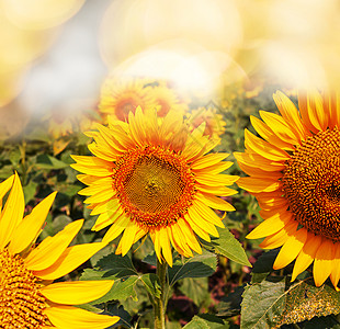 向日葵,葵花sunflower的名词复数图片