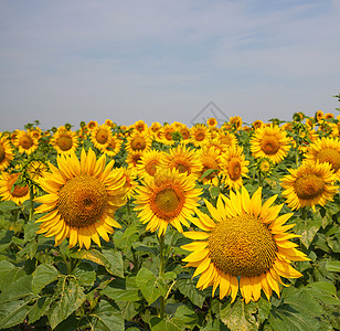 向日葵,葵花sunflower的名词复数图片