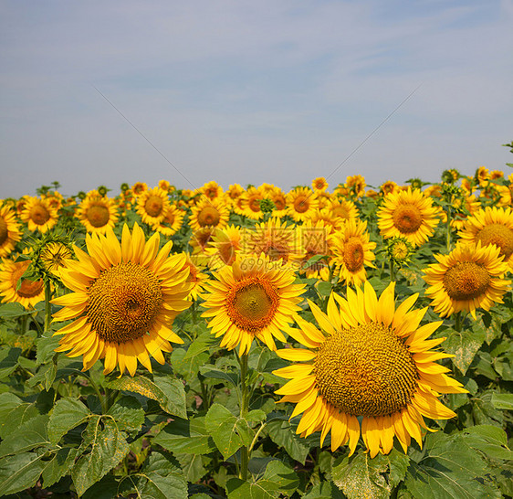向日葵,葵花sunflower的名词复数图片