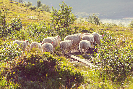 挪威的绵羊图片