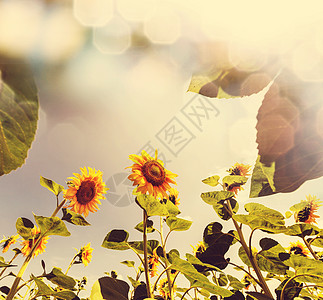 向日葵,葵花sunflower的名词复数高清图片