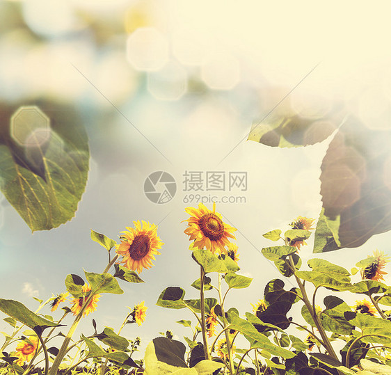 向日葵,葵花sunflower的名词复数图片