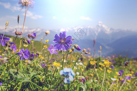 高山草地图片