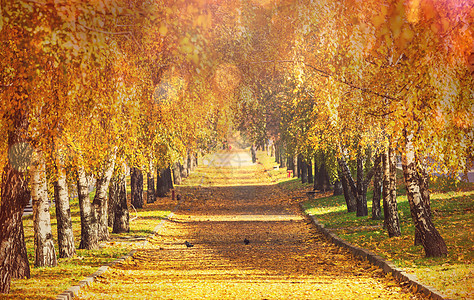 美丽的秋天小巷图片