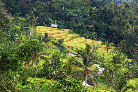 印度尼西亚的绿色田野图片