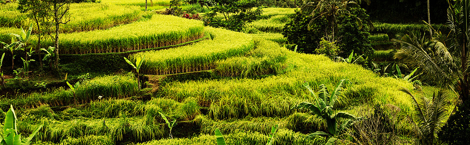 巴厘岛梯田印度尼西亚的水稻梯田背景