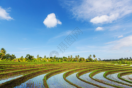 巴厘岛梯田印度尼西亚巴厘岛的水稻梯田背景