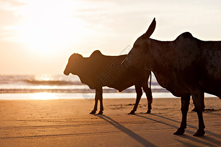 印度果阿海滩上的大公牛剪影图片