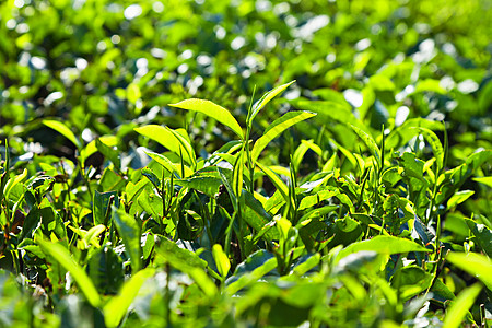 印度种植园的茶叶图片