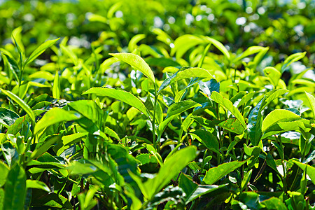 印度种植园的茶叶图片