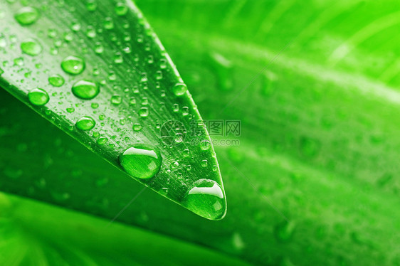 绿叶水滴紧密相连图片