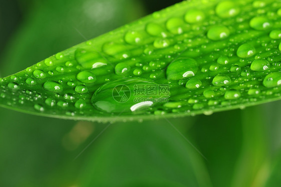 水滴绿色植物的叶子上图片