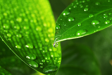 水滴绿色植物的叶子上图片