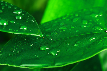 水滴绿色植物的叶子上图片