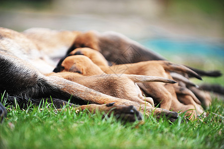 比利时牧羊犬小狗的雌狗图片