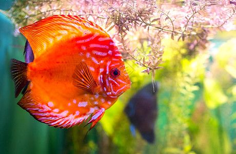 绿色背景下的水族馆里的交响乐龙铁饼图片