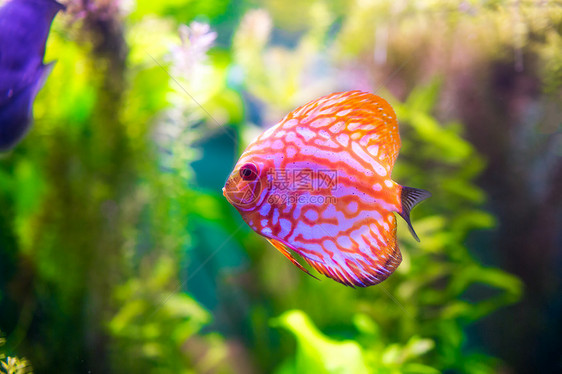 绿色背景下的水族馆里的交响乐龙铁饼图片