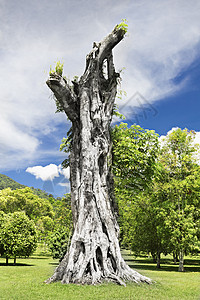 巨大的榕树的树桩图片