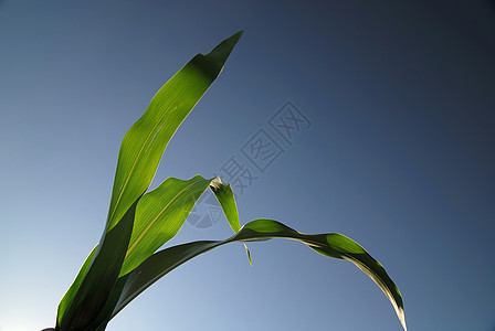 背景为蓝天的玉米叶图片