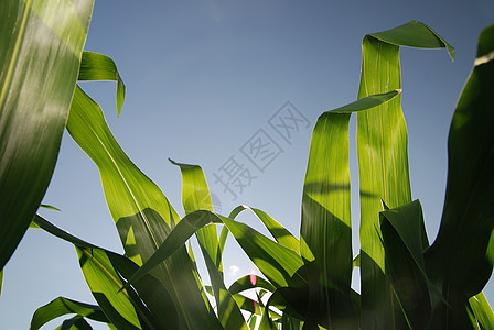 玉米田的天空图片