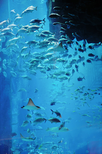 蓝色背景海洋水下水族馆与鱼类珊瑚礁图片