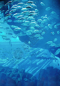 蓝色背景海洋水下水族馆与鱼类珊瑚礁图片