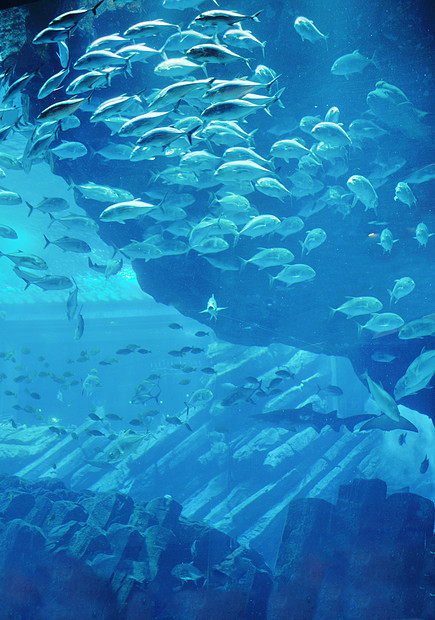 蓝色背景海洋水下水族馆与鱼类珊瑚礁图片